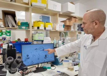 Investigadores israelíes cultivan en laboratorio el primer riñón humano de larga duración