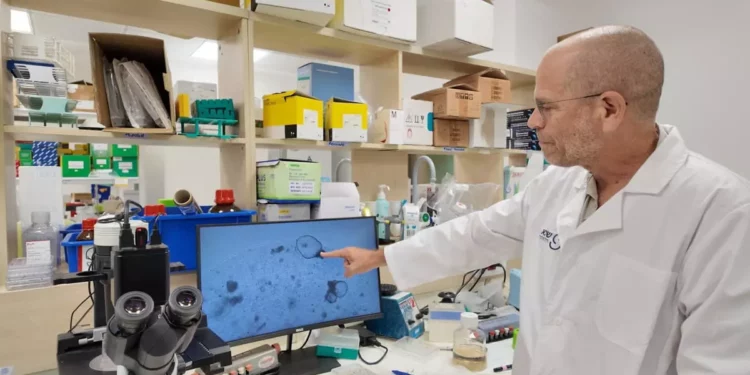 Investigadores israelíes cultivan en laboratorio el primer riñón humano de larga duración