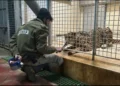 Empleado del Zoológico Bíblico muere al ser atacado por leopardo