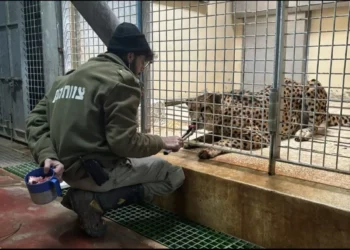 Empleado del Zoológico Bíblico muere al ser atacado por leopardo