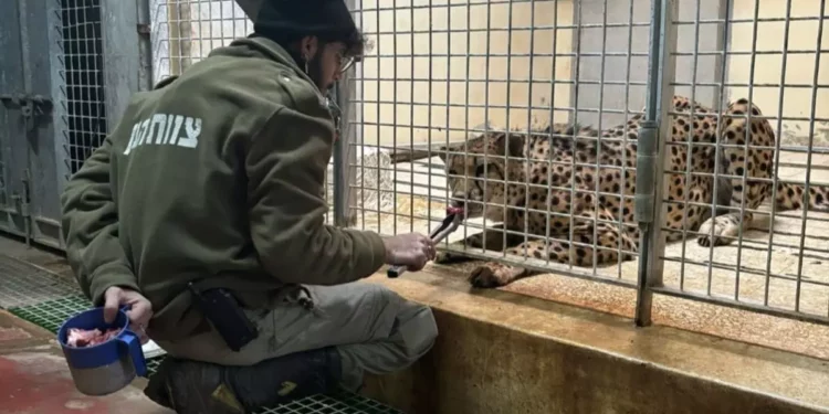 Empleado del Zoológico Bíblico muere al ser atacado por leopardo